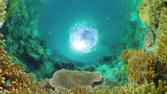 在水下的世界珊瑚礁邦格莱奥菲利平斯视频
