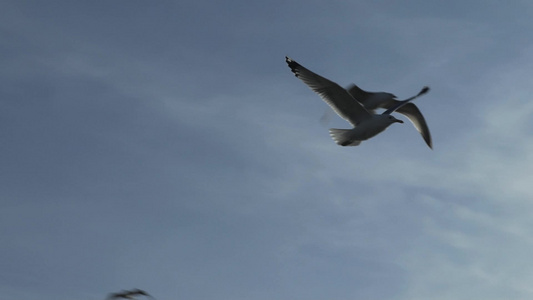 海鸥在空中飞翔视频