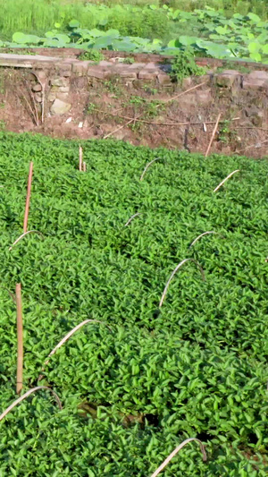 航拍农家小菜航拍素材60秒视频