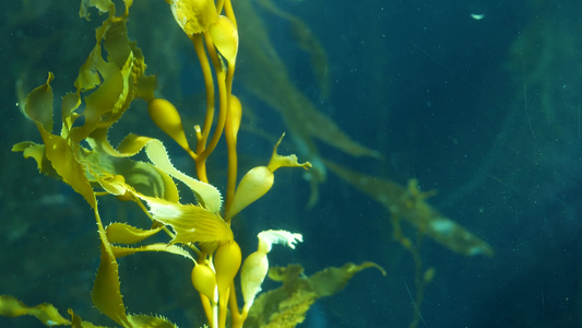 水下无缝环绕摇曳的巨型海带森林阳光透过翡翠绿的海藻视频