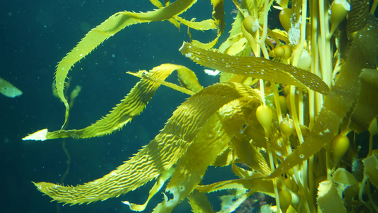 光线通过巨型海带森林过滤大孢子虫潜水水族馆和海洋概念视频