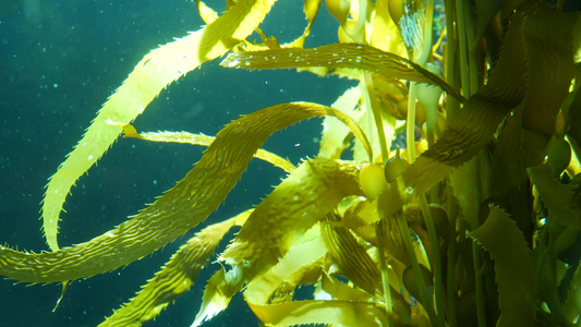 光线通过巨型海带森林过滤大孢子虫潜水水族馆和海洋概念视频