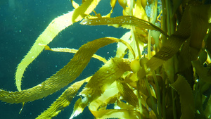 光线通过巨型海带森林过滤大孢子虫潜水水族馆和海洋概念13秒视频