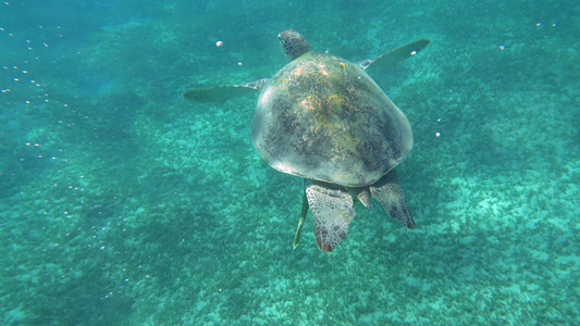 海龟大海龟在清蓝水中游泳视频