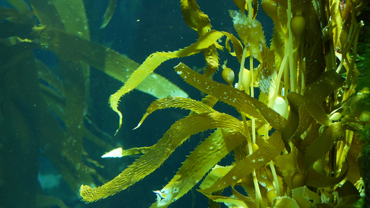 光线通过巨型海带森林过滤大孢子虫潜水水族馆和海洋概念视频