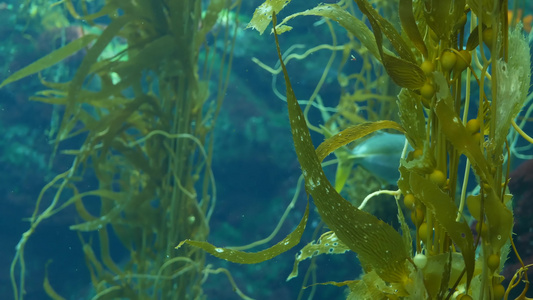 光线通过巨型海带森林过滤大孢子虫潜水水族馆和海洋概念视频