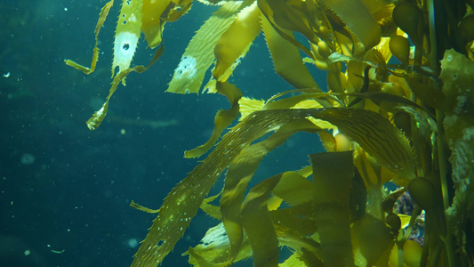 光线通过巨型海带森林过滤大孢子虫潜水水族馆和海洋概念视频