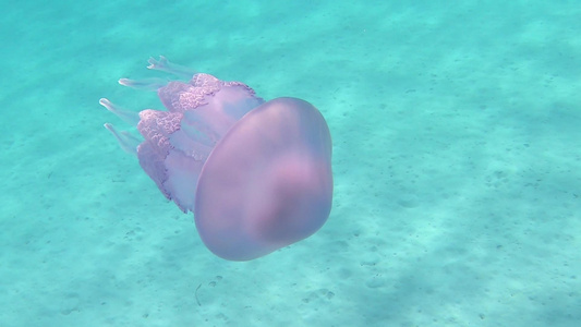 以慢动作拍摄的肺水母通常被称为桶形水母垃圾箱盖水母视频