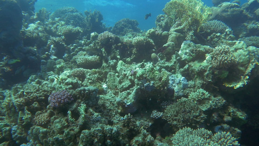 珊瑚礁上鱼类的水下风景视频