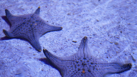 水族馆底部的海洋热带异国海星特写两个惊人的海星躺在视频
