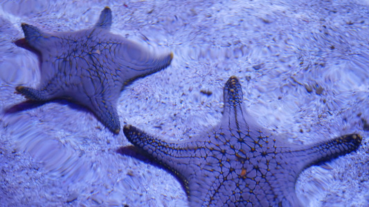 水族馆底部的海洋热带异国海星特写两个惊人的海星躺在视频