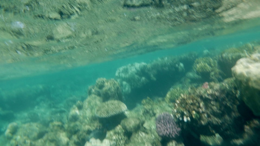 浅海海水中的珊瑚礁视频