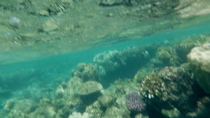 浅海海水中的珊瑚礁36秒视频