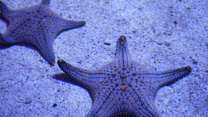 水族馆底部的海洋热带异国海星特写13秒视频