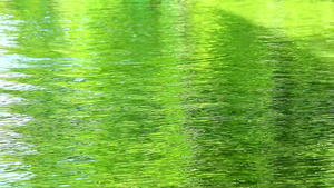 在池塘水面移动的黄绿色小浪13秒视频