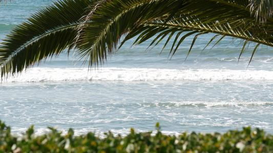 海浪和棕榈树在阳光明媚的白天暑假夏日假期视频