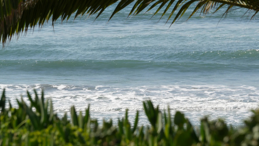 海浪和棕榈树在阳光明媚的白天暑假夏日假期视频