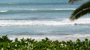 海浪和棕榈树在阳光明媚的白天暑假夏日假期16秒视频