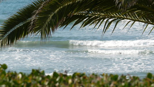 海浪和棕榈树在阳光明媚的白天暑假夏日假期视频