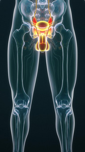 人体医疗泌尿系统背景视频人体模型视频