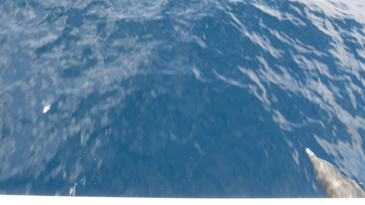 自由的海豚和平的海洋蓝水在海洋中学习野生动物卡利弗视频