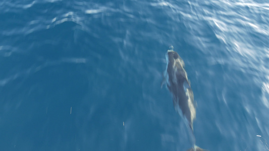 自由的海豚和平的海洋蓝水在海洋中学习野生动物卡利弗视频