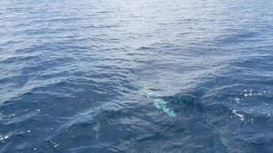自由的海豚和平的海洋蓝水在海洋中学习野生动物卡利弗15秒视频