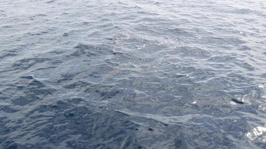 自由的海豚和平的海洋蓝水在海洋中学习野生动物卡利弗视频