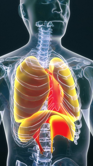 呼吸系统医疗背景10秒视频