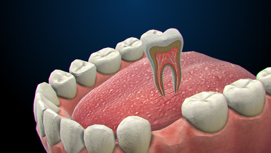 3D人体医疗牙齿剖面结构视频