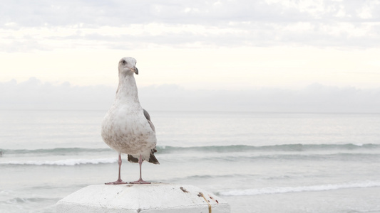 白海鸥哈里弗尼亚太平洋海滩可爱的鸟儿在海边码头关门视频