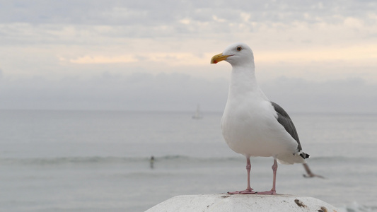 白海鸥哈里弗尼亚太平洋海滩可爱的鸟儿在海边码头关门视频