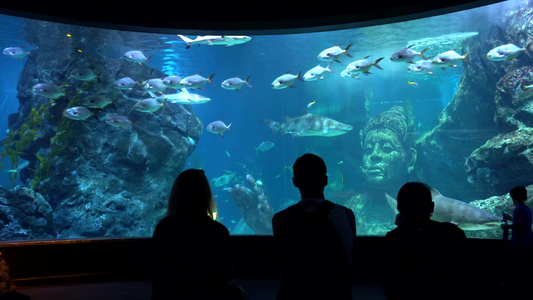 在Bangkok的大型水族馆海洋动物视频