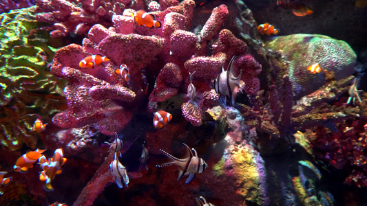 大型水族馆海洋动物视频