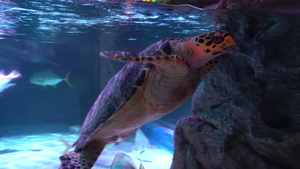 大型水族馆海洋动物16秒视频