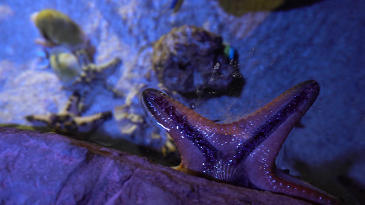 在Bangkok的大型水族馆海洋动物视频