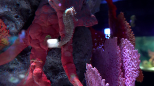 在大型水族馆的海洋动物12秒视频