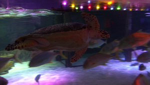 在Bangkok的大型水族馆海洋动物7秒视频
