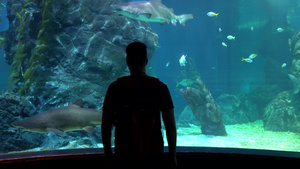 大水族馆在Bangkok大鲨鱼11秒视频