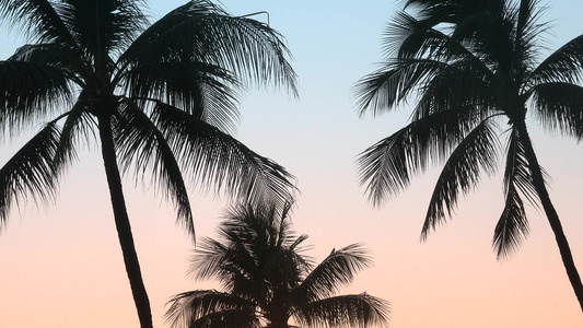 夕阳回落棕榈视频