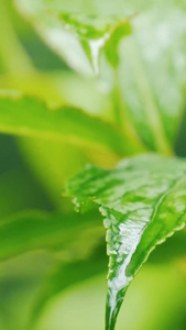 夏天下雨的植物视频