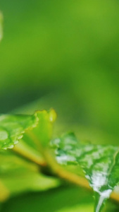 夏天下雨的植物视频