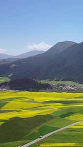 青海卓尔山夏季的油菜花祁连山视频