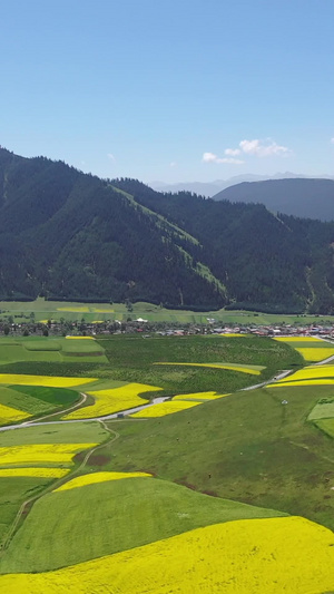 青海卓尔山夏季的油菜花祁连山32秒视频