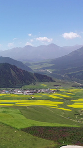 青海卓尔山夏季的油菜花祁连山视频