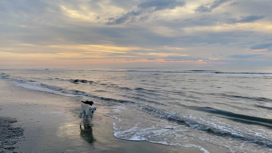 日落时有两只狗在海滩上视频