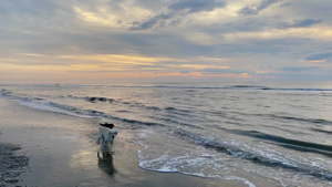 日落时有两只狗在海滩上14秒视频