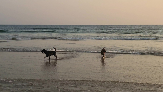 日落时有两只狗在海滩上视频