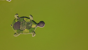 航拍江中乌龟造型14秒视频