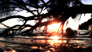日落下一棵靠海的枯树剪影20秒视频